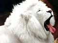 Lion_albinon87001.jpg