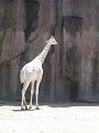 giraffe_albinos684.jpg