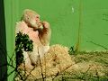 gorille_albinos5874.jpg