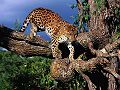 Leopard-03.jpg