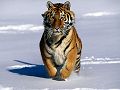 Tigre1.jpg