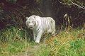 tigre-blanc01.jpg