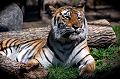 tigre_bengale_cc01.jpg