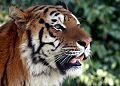 tigre_bengale_cc08.jpg