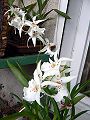 orchidee_035.jpg