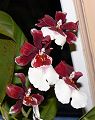 orchidee_039.jpg