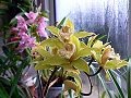 orchidee_063.jpg