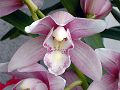 orchidee_065.jpg