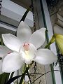 orchidee_066.jpg