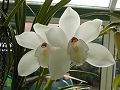 orchidee_067.jpg