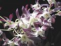 orchidee_079.jpg