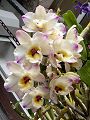orchidee_083.jpg