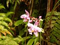 orchidee_085.jpg