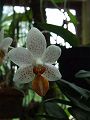 orchidee_097.jpg