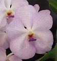 orchidee_102.jpg
