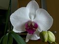 orchidee_104.jpg