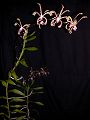 orchidee_106.jpg
