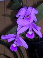 orchidee_109.jpg