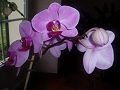 orchidee_110.jpg