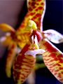 orchidee_114.jpg