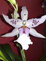 orchidee_115.jpg