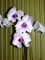 orchidee_117.jpg