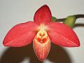 orchidee_124.jpg