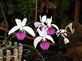 orchidee_126.jpg