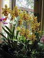 orchidee_134.jpg