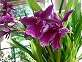 orchidee_137.jpg