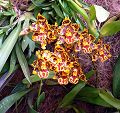 orchidee_139.jpg