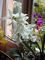 orchidee_141.jpg