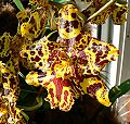 orchidee_142.jpg
