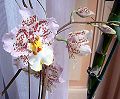 orchidee_148.jpg