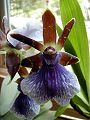 orchidee_151.jpg