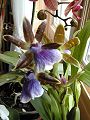 orchidee_152.jpg
