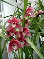 orchidee_155.jpg