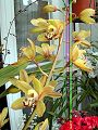 orchidee_157.jpg