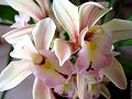 orchidee_159.jpg