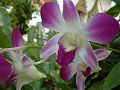orchidee_161.jpg