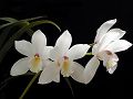 orchidee_162.jpg