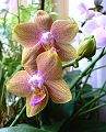 orchidee_169.jpg