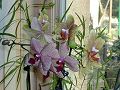 orchidee_170.jpg