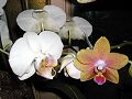 orchidee_171.jpg