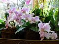 orchidee_172.jpg