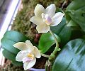 orchidee_173.jpg