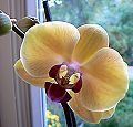 orchidee_175.jpg