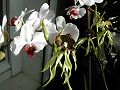 orchidee_177.jpg