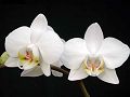 orchidee_178.jpg