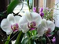 orchidee_179.jpg
